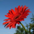 /album/rezane-kvetiny/gerbera-4-1-jpg/